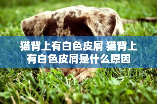 貓背上有白色皮屑 貓背上有白色皮屑是什么原因