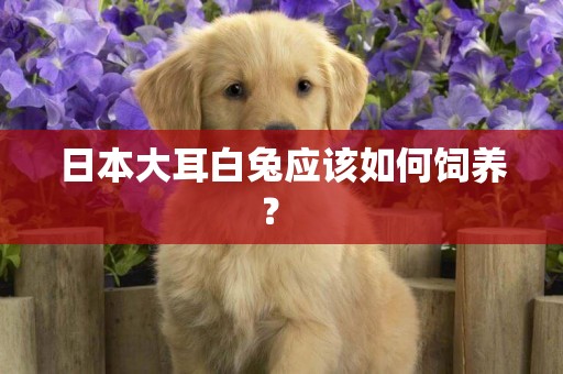 日本大耳白兔應該如何飼養？ 