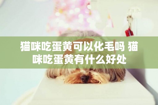 貓咪吃蛋黃可以化毛嗎 貓咪吃蛋黃有什么好處