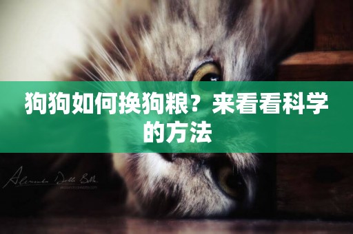 狗狗如何換狗糧?來看看科學的方法 狗狗如何換狗糧?來看看科學的方法