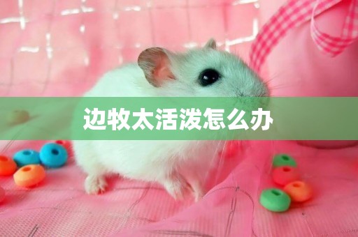 邊牧太活潑怎么辦