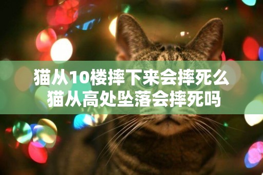 貓從10樓摔下來會摔死么 貓從高處墜落會摔死嗎