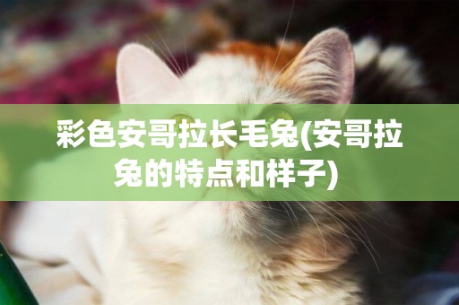 彩色安哥拉長毛兔(安哥拉兔的特點和樣子) 