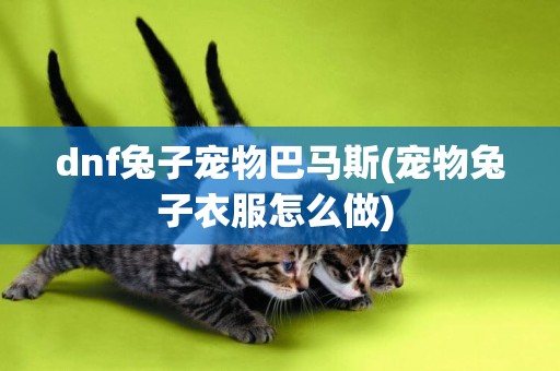 dnf兔子寵物巴馬斯(寵物兔子衣服怎么做) 