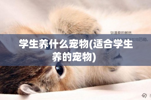 學生養什么寵物(適合學生養的寵物) 