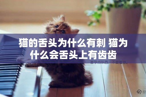 貓的舌頭為什么有刺 貓為什么會舌頭上有齒齒
