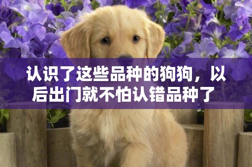 認識了這些品種的狗狗，以后出門就不怕認錯品種了 