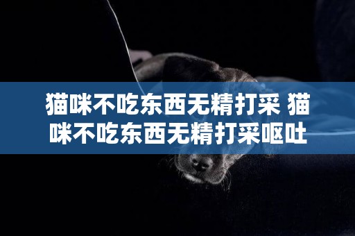 貓咪不吃東西無精打采 貓咪不吃東西無精打采嘔吐