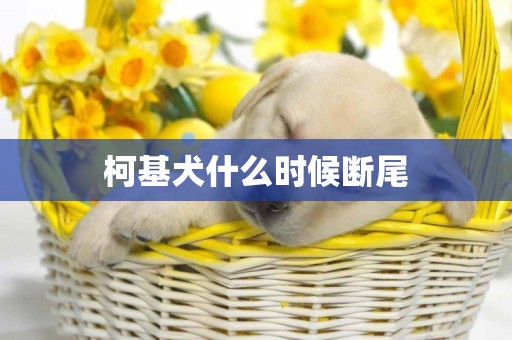 柯基犬什么時候斷尾