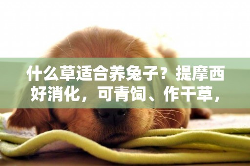 什么草適合養兔子？提摩西好消化，可青飼、作干草，能收割6~7年 
