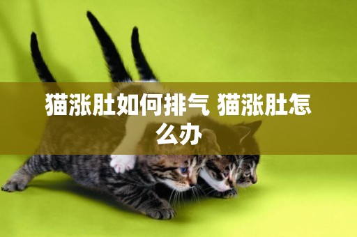 貓漲肚如何排氣 貓漲肚怎么辦