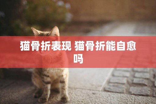 貓骨折表現 貓骨折能自愈嗎