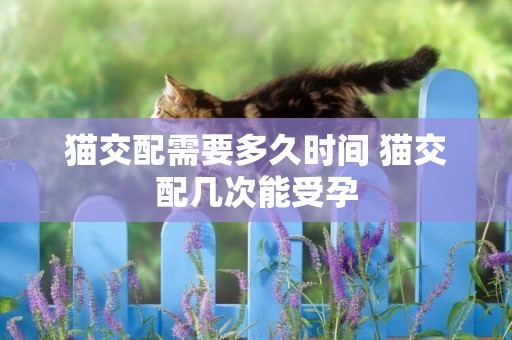 貓交配需要多久時間 貓交配幾次能受孕