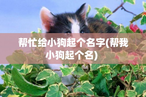 幫忙給小狗起個名字(幫我小狗起個名) 