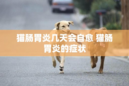 貓腸胃炎幾天會自愈 貓腸胃炎的癥狀