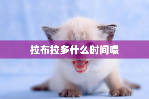 拉布拉多什么時間喂