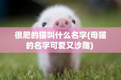 很肥的貓叫什么名字(母貓的名字可愛又沙雕) 