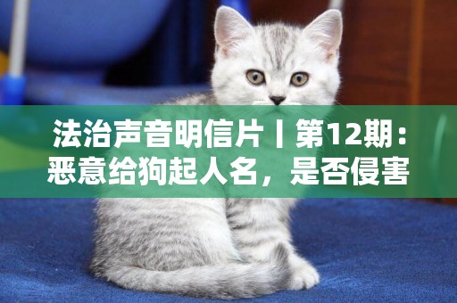 法治聲音明信片丨第12期：惡意給狗起人名，是否侵害別人的姓名權？ 
