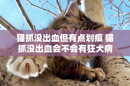 貓抓沒出血但有點劃痕 貓抓沒出血會不會有狂犬病