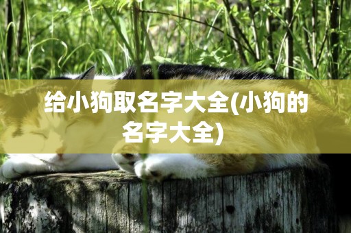 給小狗取名字大全(小狗的名字大全) 