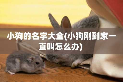 小狗的名字大全(小狗剛到家一直叫怎么辦) 