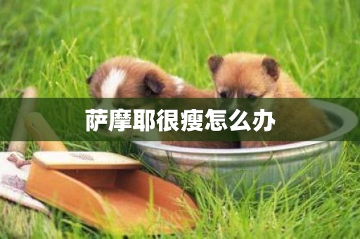 薩摩耶很瘦怎么辦