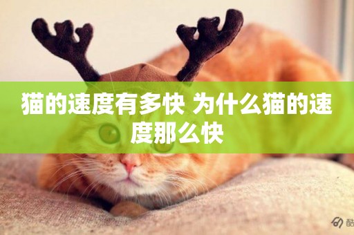 貓的速度有多快 為什么貓的速度那么快