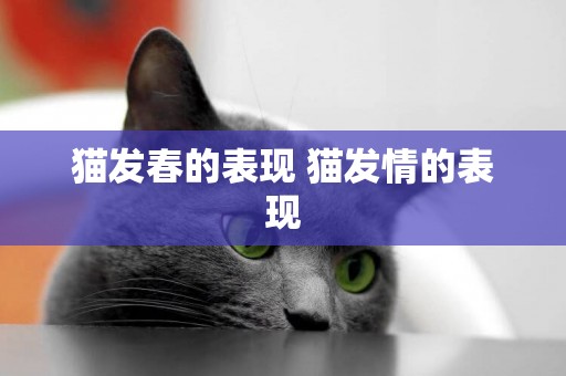 貓發春的表現 貓發情的表現
