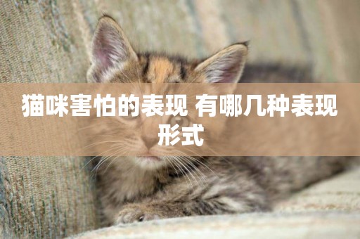 貓咪害怕的表現 有哪幾種表現形式