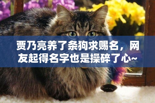 賈乃亮養了條狗求賜名，網友起得名字也是操碎了心~ 