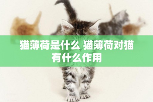 貓薄荷是什么 貓薄荷對貓有什么作用