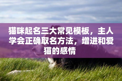 貓咪起名三大常見模板，主人學會正確取名方法，增進和愛貓的感情 