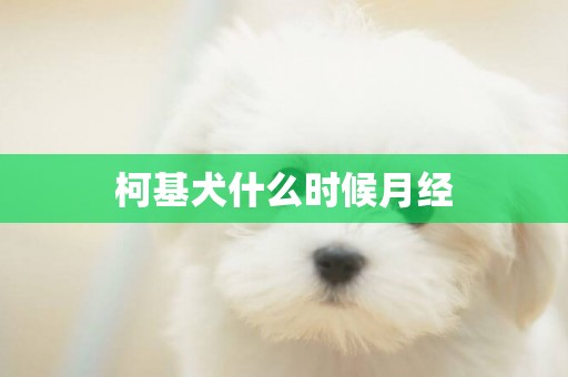 柯基犬什么時候月經