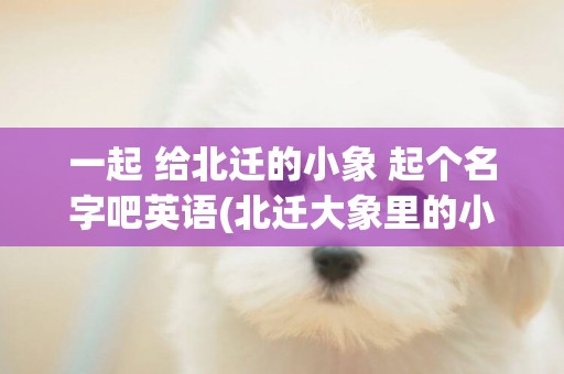 一起 給北遷的小象 起個名字吧英語(北遷大象里的小象) 