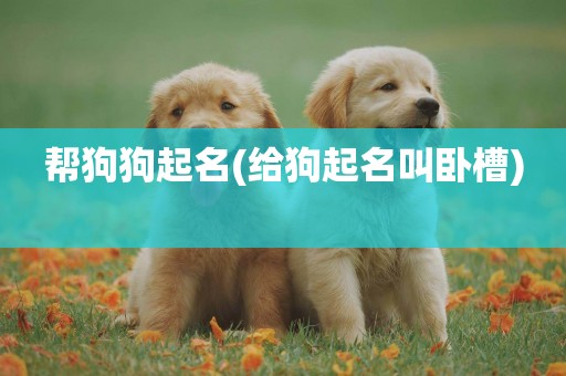 幫狗狗起名(給狗起名叫臥槽) 