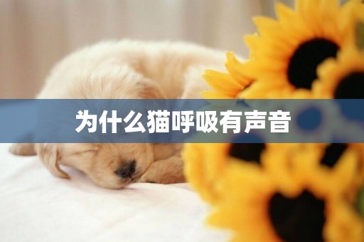 為什么貓呼吸有聲音