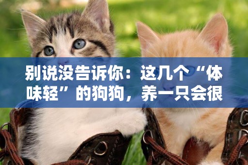 別說沒告訴你：這幾個“體味輕”的狗狗，養一只會很省心 