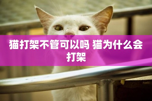 貓打架不管可以嗎 貓為什么會打架