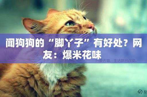 聞狗狗的“腳丫子”有好處？網友：爆米花味 