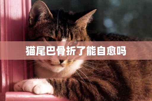 貓尾巴骨折了能自愈嗎