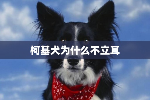 柯基犬為什么不立耳