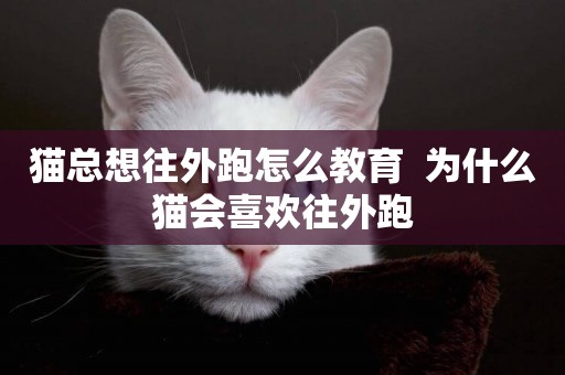 貓總想往外跑怎么教育  為什么貓會喜歡往外跑