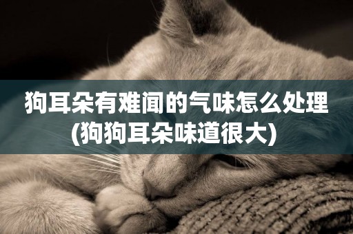 狗耳朵有難聞的氣味怎么處理(狗狗耳朵味道很大) 