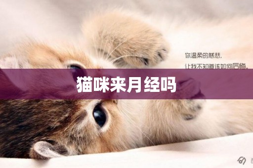 貓咪來月經嗎