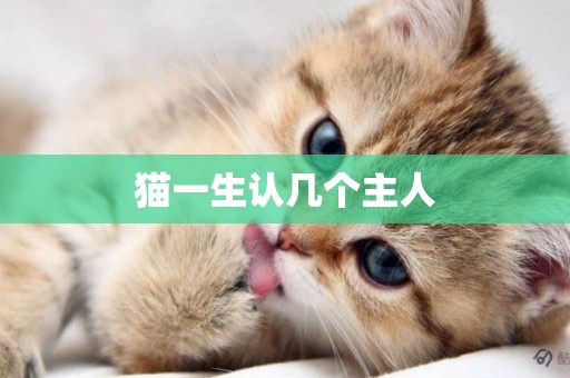 貓一生認幾個主人