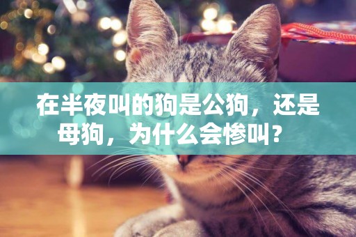 在半夜叫的狗是公狗，還是母狗，為什么會慘叫？ 