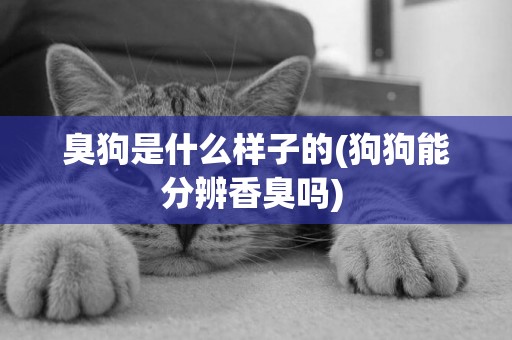 臭狗是什么樣子的(狗狗能分辨香臭嗎) 