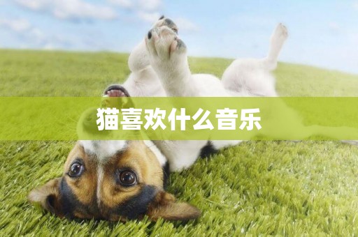 貓喜歡什么音樂