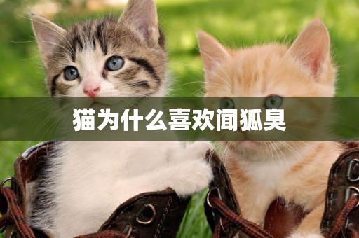 貓為什么喜歡聞狐臭 貓為什么喜歡聞狐臭