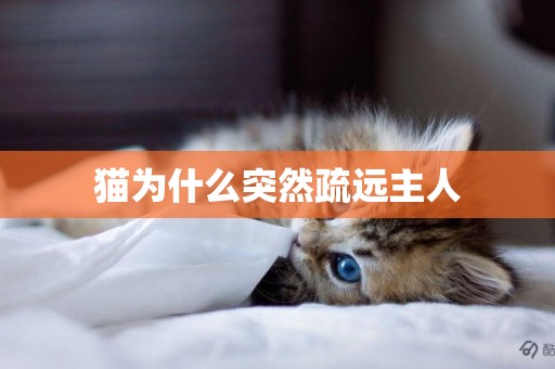 貓為什么突然疏遠主人